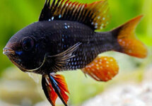 Dark Knight German Ram lg