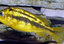 Albino Kribensis 1.0-1.25 inch