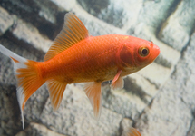 Comets goldfish  2.5-3.0 inch