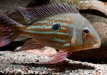 Geoph. Winemilleri (wild) -3 inch