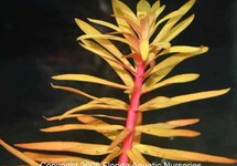 BUNCH NESAEA  GOLDEN (Min. 12)