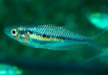 Orange Isim Rainbow med