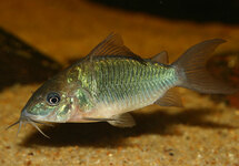 Green Emerald Cat med (Peru)