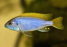 Yellow Tail Acei 1.5 inch