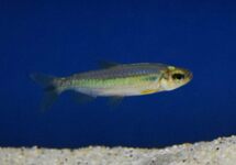 Cherry Red Congo Tetra lg