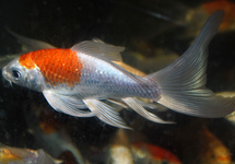 Standard Butterfly Koi 6-7 inch
