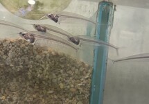 Glass Catfish med