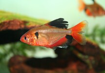 Longfin Serpae Tetra s/m