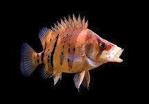 Datnoid Sumatra Tiger 1.75 inch