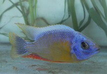 Taiwan Reef 2.5-3.0 inch