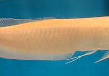 Silver Arowana Albino 4 inch