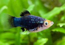 Platy Black med