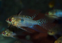 Apist. Sunset m/l (Peru)