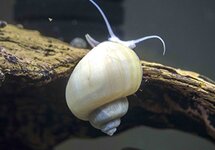 Ivory Mystery Snails sm