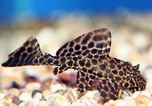 Leopard Hi-fin Plecostomus 1.75 inch