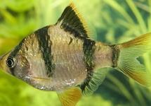 Tiger Barb med