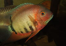 Red Spotted Severum (Wild Columbia) 2.5-3 inch