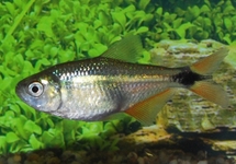 Buenos Aires Tetra m/l