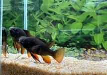 Dark Knight German Ram m/l