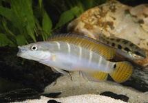 Green Dwarf Pike Cichlid m/l