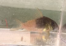 Cor. Concolor CW217 xl