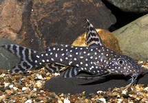 Syn. Angelicus x Eupterus 2 inch