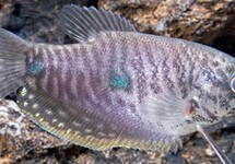 Lavender Gourami 2 inch
