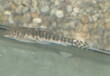 Changting Hillstream Loach