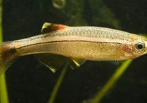 White Cloud Danio med