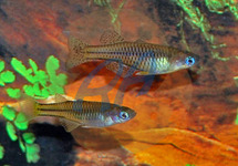 Spotted Blue Eye Rainbow med