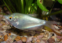 Moonlight Gourami 2 inch