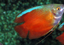 Blood Red Dwarf Gourami (Males) MED