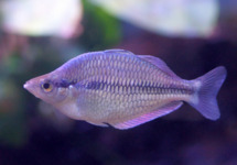 Blue Kamaka Rainbow med