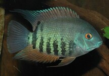Orange Necktie Severum (wild) 2.5-3 inch