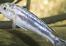 Five-Bar Cichlid 1.5-1.75 inch