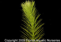 BUNCH HYGROPHILA ANGUSTIFOLIA (Min. 12)