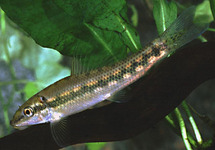 Chinese Algae Eater 2.0 inch