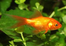 Fantail Nymph 2-2.5 inch