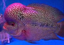 Pearl Flowerhorn Cichlid 3 inch