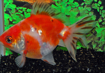 Ryukin Fantail 2.5-3 inch