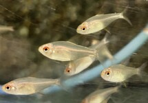 Orange Bolivian Lemon Tetra med