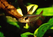 Crystalline Rosy Tetra lg