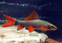 Rainbow Shark 1.5 inch