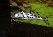Pictus Colombia s/m
