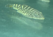 Yellow Fin Hillstream Loach m/l