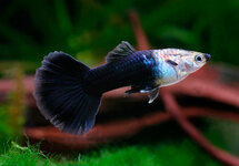 Guppy Male Half Black m/l