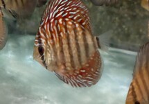 Discus Red Turquoise 2.5 inch