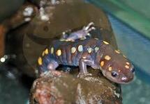 FROGS, NEWTS & SALAMANDERS
