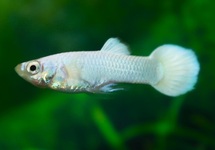 Guppy Male Snow White m/l