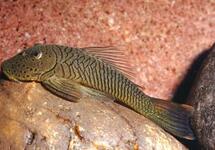 Rubberlip Plec. L146 med